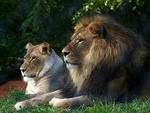 Leo and Lioness