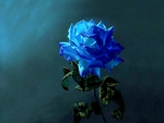 LOVE IN BLUE PETALS