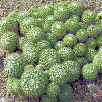 Mammillaria marksiana