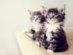 cute kittens