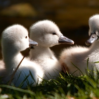 BABY SWANS