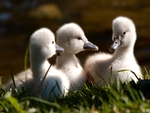 BABY SWANS