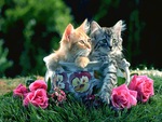 sweet kittens