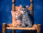 really cute kitties