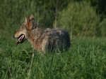 Belarus Wolf