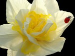 Daffodil and Lady Bug