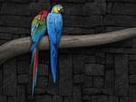 parrots couple