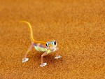 Desert Lezard