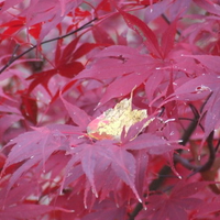 Japanese maple Fall 2010