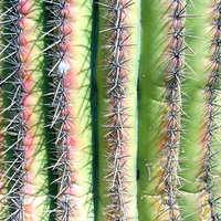 Saguaro Close-Up