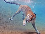 Diving Tiger