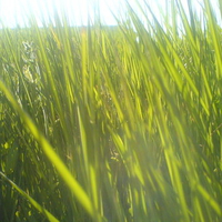 Grass