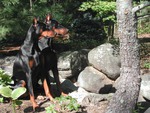 2 Dobermans
