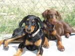 Baby Dobermans