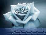 Blue Rose Ripples