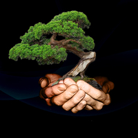 bonsai tree in hand
