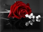 A Beautiful Rose