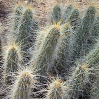 Thorny Cactus