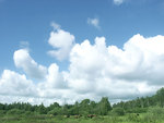 Cows under blue sky