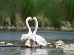 loving swans