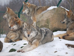Wolf Pack
