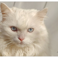 white beauty for my friend sawnoff