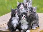 Persian Kittens