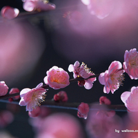 Chinese plum blossom