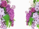Lilacs so Lovely