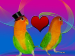 Peach Face Love Birds