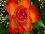Orange Rose