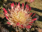 Protea