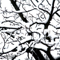 Snow covered Branches
