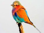 Colorful Bird