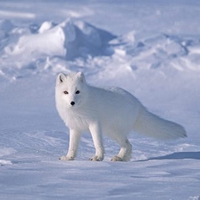 Arctic fox