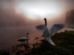 Swans In The Mist