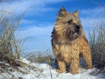 The Cairn Terrier