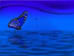 Blue Butterfly