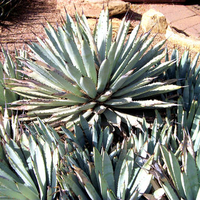 Agave Galore