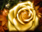 Golden Rose