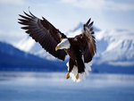 eagle