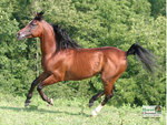 The Galloping Arabian Horse