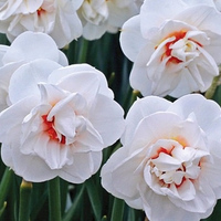 Acropolis Double Daffodils