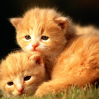 Sweet kitten couple