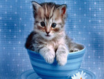Kitten in cup