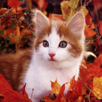 Autumn kitty