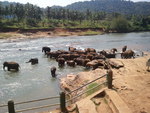 Elephant river