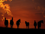 horses in silhouette