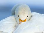 Whooper swan
