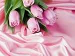 Pink Tulips
